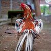 atha_farm123
