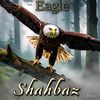 shahbazkarim362