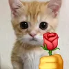ivy..xzy1