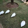 chitchanok_68
