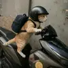 penghunibumi1216