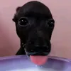 ctephomaiconbocuoii