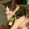 feekk7
