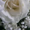 kociara_1232