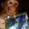 purple.monkey.man323