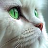 ahmad.mhmad.ildom