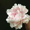 peony_findss