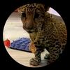 jorman.alexander1