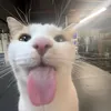 nickyxxp0