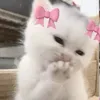 Kampookie 𝜗𝜚˚⋆
