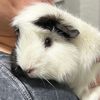 Furry Potato Deals