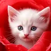arose_chamal