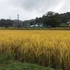 limbu.yam2
