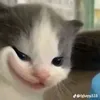 skibidisom