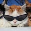 im_totally_so_kool