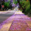 thangpretoria