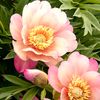 bundafahri0375