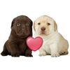 ilovemydoggie69