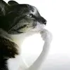 deretr0ll
