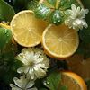 limon.lime38