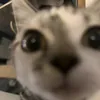 dommywommyscheekytiktok