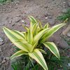 sitihasanah5624