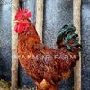 makmurfarmthe