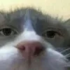 _liddel_