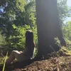 _mindful_living_