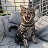 chunkythetabbycat