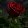 sy_hg12