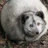 taf_a_fox