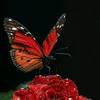 sher.ena4