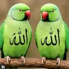 user6956181688004