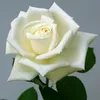 user8129079149120