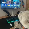 falconwawros