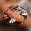 arthro_life