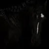poppythehorses0