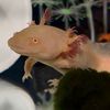 helios_axolotl