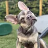 Frenkie the Frenchie 🐾