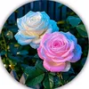 rafika.ben.ameur2