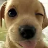 dumppyyhampii