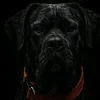 traindog57