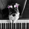 do.piano0