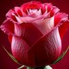 joshim3876