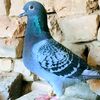 satarbulledi5
