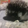 jez.pigmejski.hari