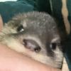 rosa_otter