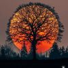 elusion_7