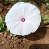 ahmedbirki78